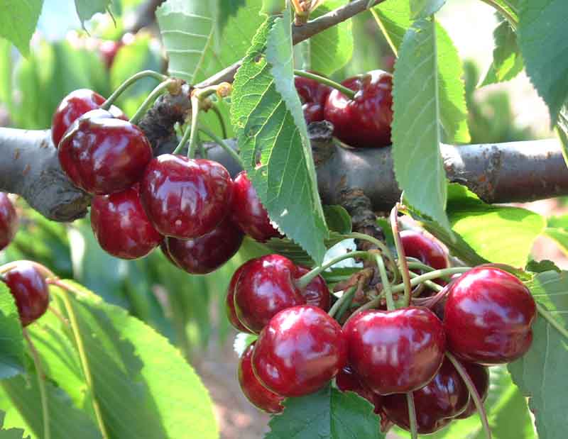 کاشت و پرورش درخت گیلاس
