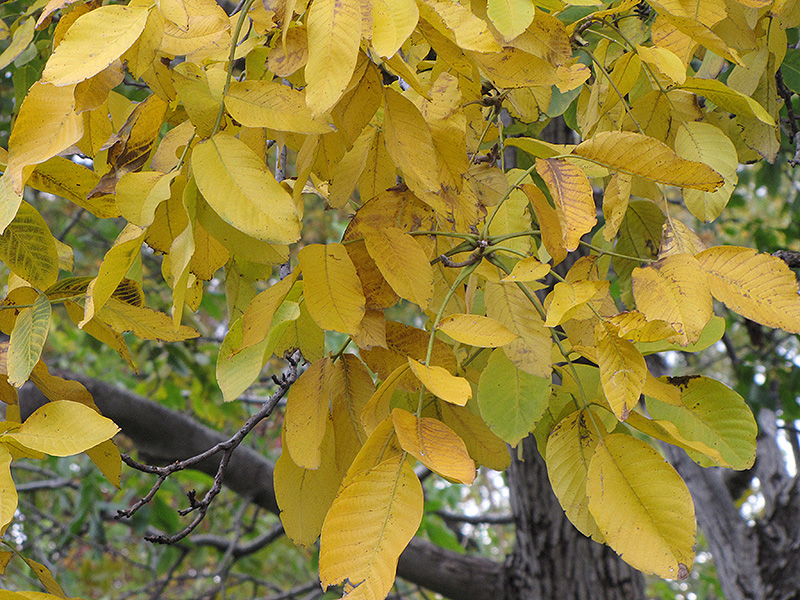 مدیریت درختان میوه در پاییز