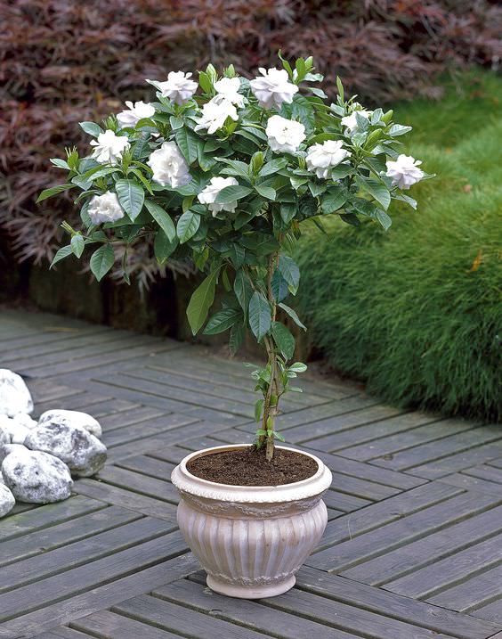 گاردنیا معطر مخصوص نگهداری در فضای باز