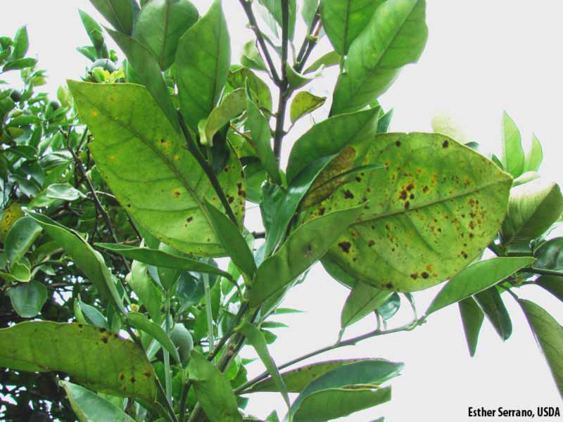شناخت بیماری آنتراکنوز مرکبات