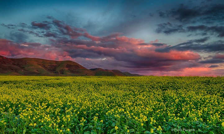 مزیت پرورش خردل در باغ - فوت و فن های باغبانی