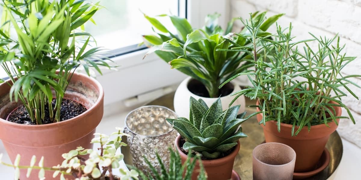 دلایل رایج مرگ گیاهان آپارتمانی