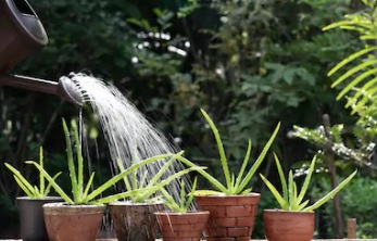 نحوه ی آبیاری گیاه آلوورا - فوت و فن های...