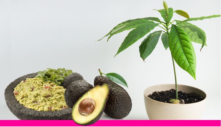 نکات کلیدی در نگهداری از آوواکادو