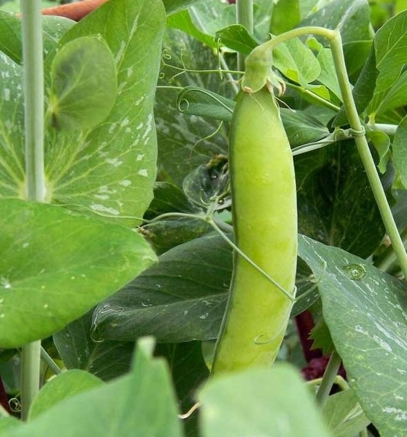 کاشت نخود فرنگی در منزل