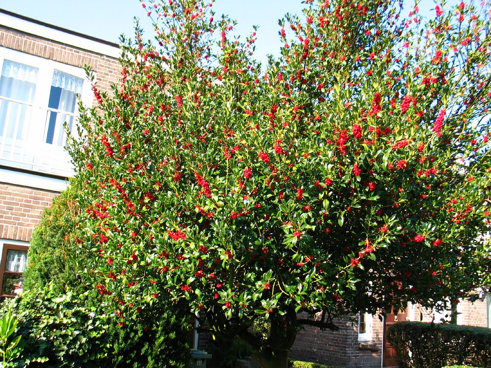 نگهداری از درخت  ایلکس - فوت و فن های باغبانی