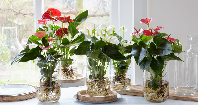 کشت و پرورش گیاهان بدون خاک - فوت و فن های باغبانی