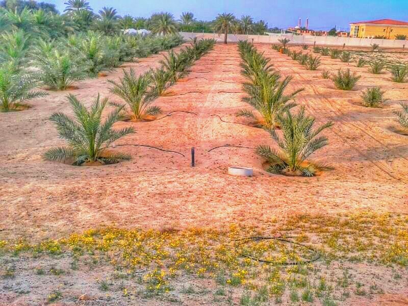 تکثیر نخل خرما به روش جدا سازی پاجوش