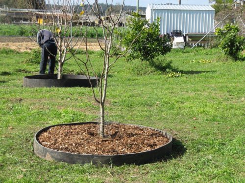 زمان و نحوه ی هرس نهال سیب - فوت و فن های باغبانی