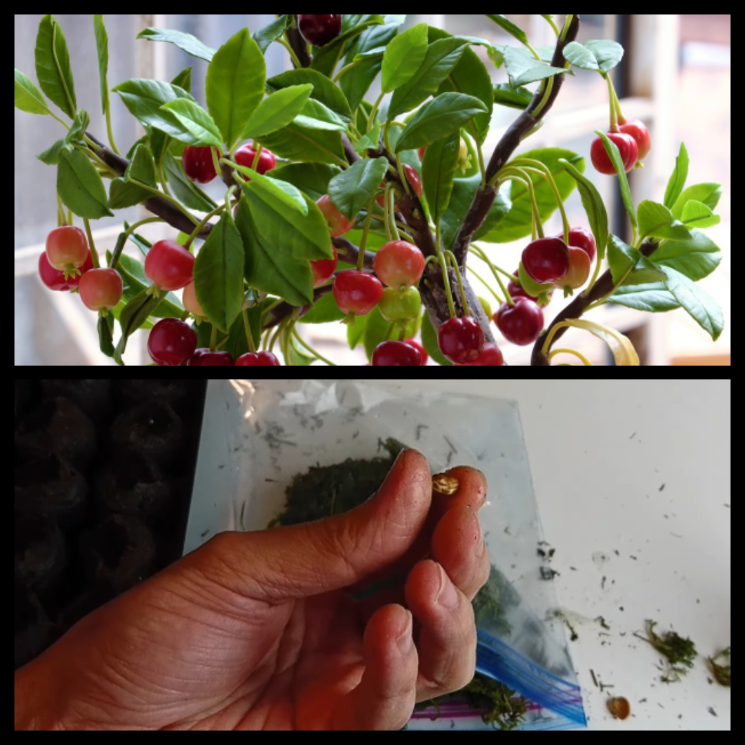 نحوه ی کاشت هسته گیلاس