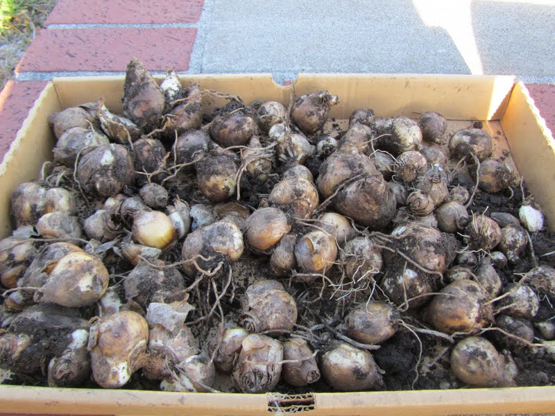 راهنمای نگهداری از پیاز لاله