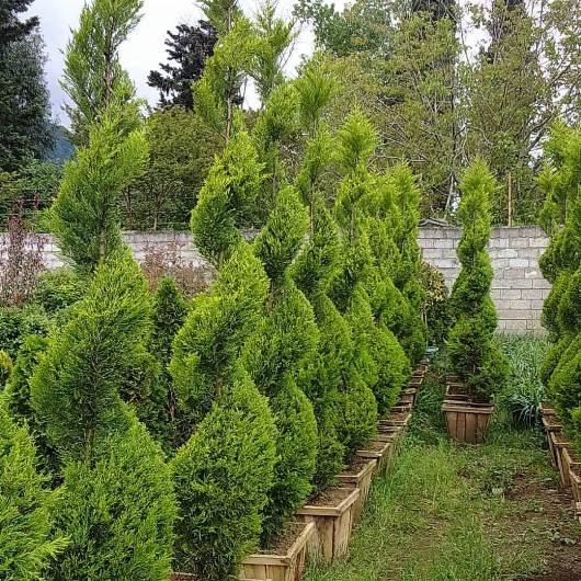 زمان و نحوه ی هرس کاج لاوسون - فوت و فن های باغبانی