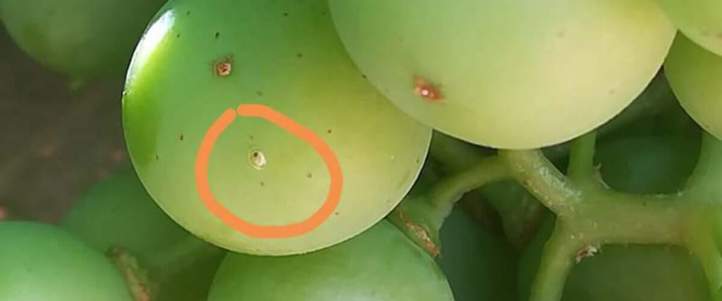 شناخت کرم خوشه خوار انگور و نحوه ی مبارزه