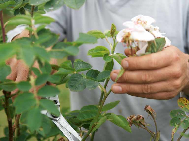 هرس و مراقبت رز گلخانه ای
