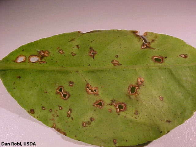 شناخت بیماری آنتراکنوز مرکبات