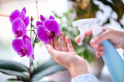 تاثیر رطوبت و جریان هوا روی ارکیده - فوت و فن های باغبانی