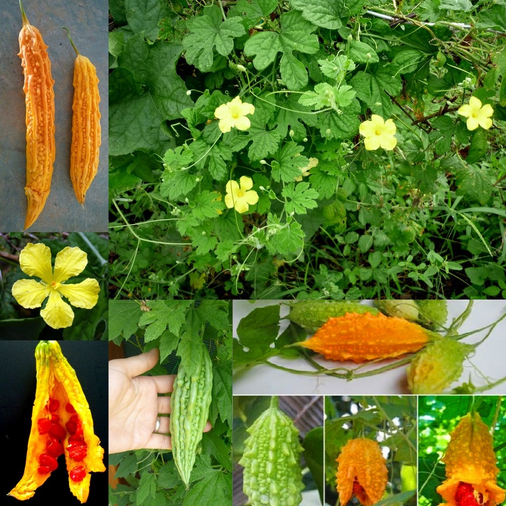 آشنایی با گیاه اعجاز انگیز موموردیکا کارانتیا(کارلا)