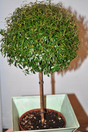 پرورش و نگهداری بونسای مورد