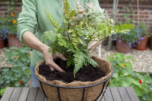 نگهداری سرخس در منزل