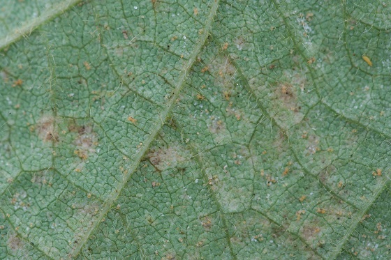 نحوه مبارزه با کنه دو نقطه ای 
