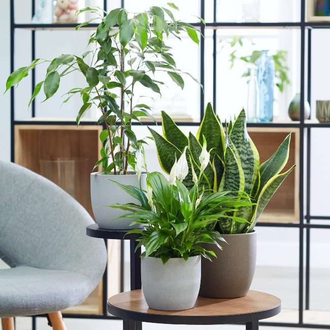 معرفی گیاهان مناسب برای دفتر کار - فوت و فن های باغبانی