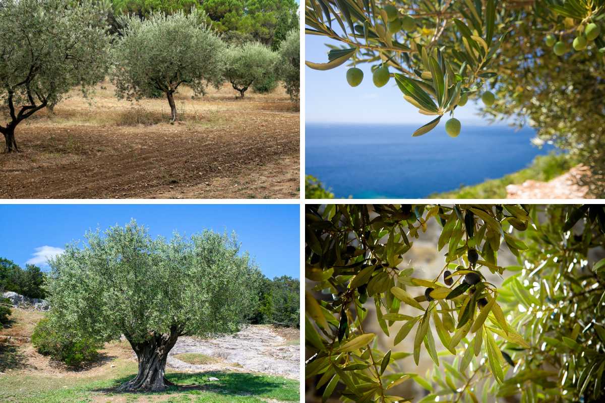 دوز توصیه شده مس برای درختان زیتون