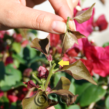 چگونه از بونسای گل کاغذی نگهداری کنیم ؟