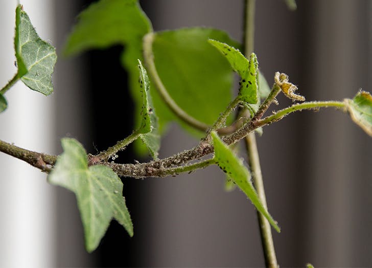 کاشت گیاهان مفید برای مبارزه با شته ها - فوت و فن های باغبانی