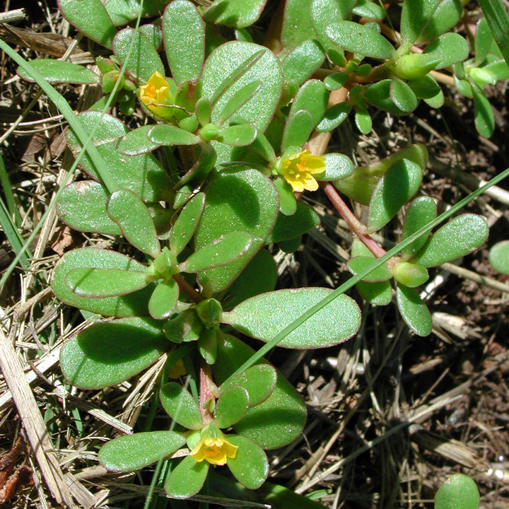 کاشت گیاه خرفه خوراکی