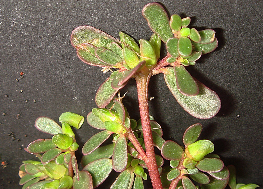 کاشت گیاه خرفه خوراکی