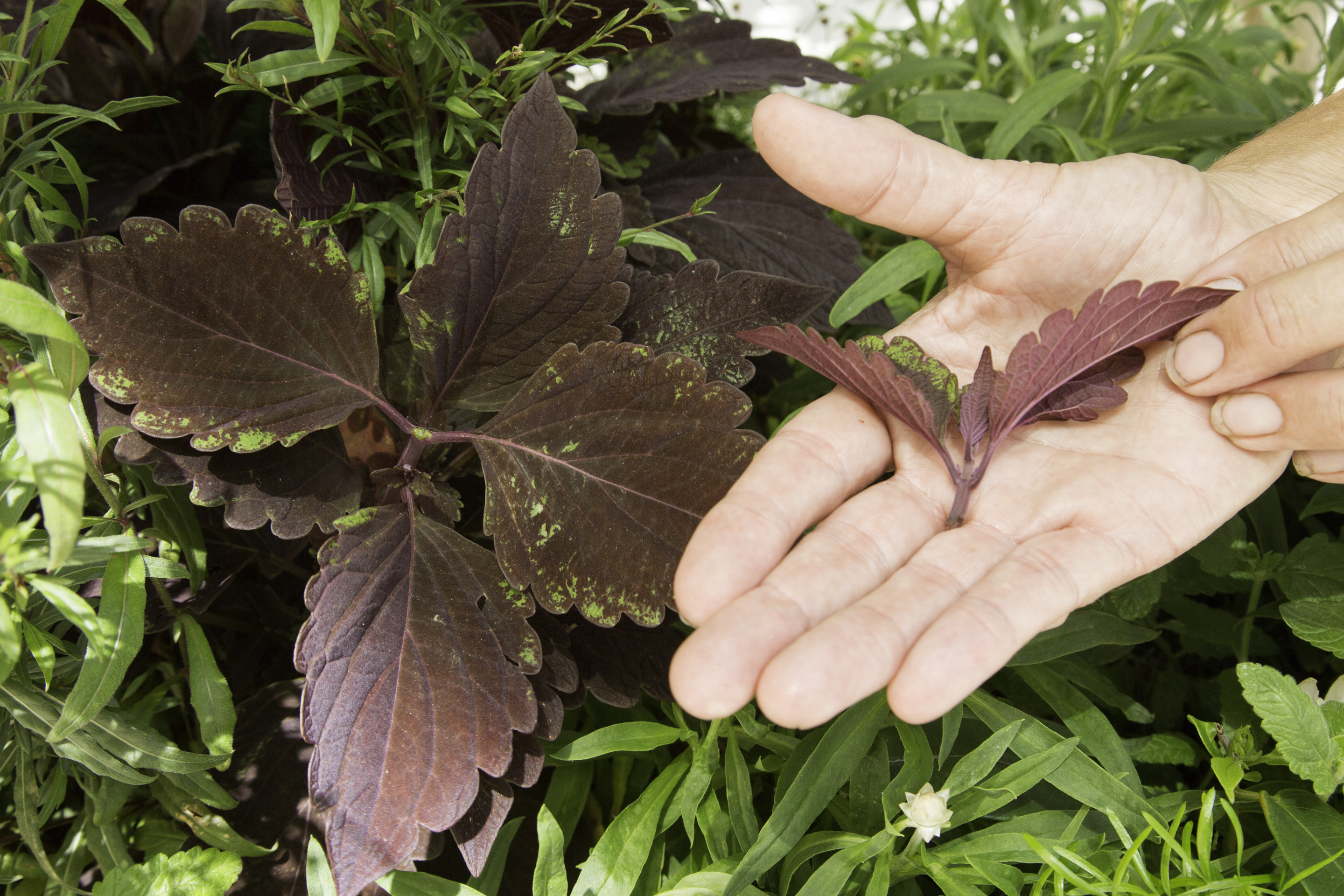 چگونگی هرس پنسمان گیاهان زینتی - فوت و فن های باغبانی