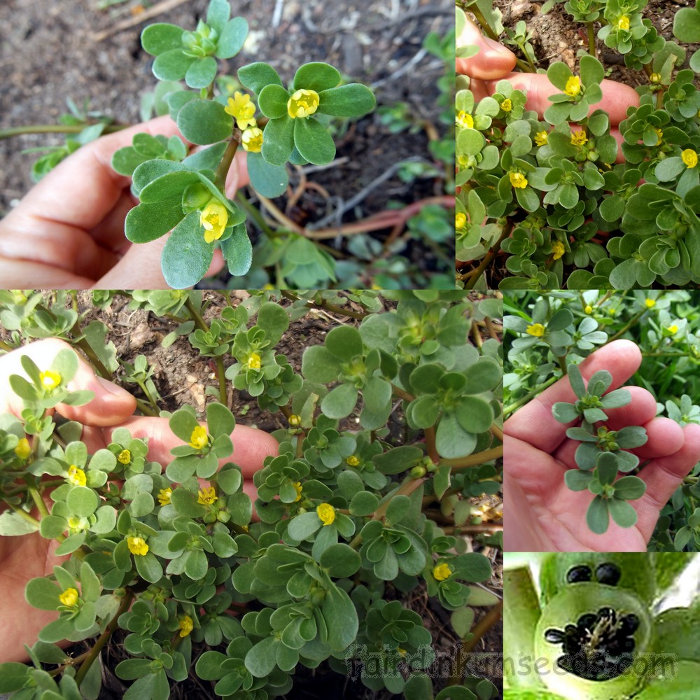 کاشت گیاه خرفه خوراکی