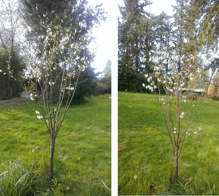 چگونه درخت گیلاس را هرس کنیم؟