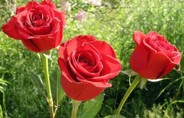 نکات کلیدی در کاشت گل رز گلخانه ای
