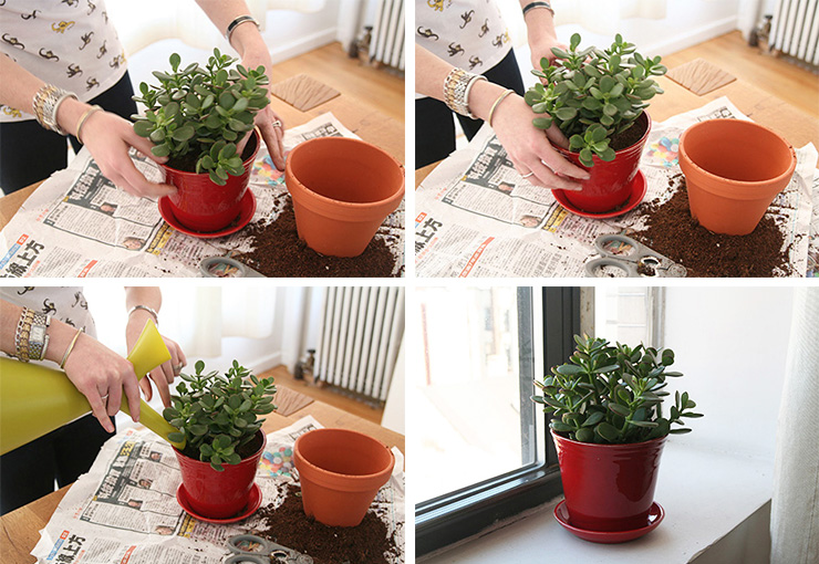 آموزش مرحله به مرحله تعویض گلدان - فوت و فن های باغبانی