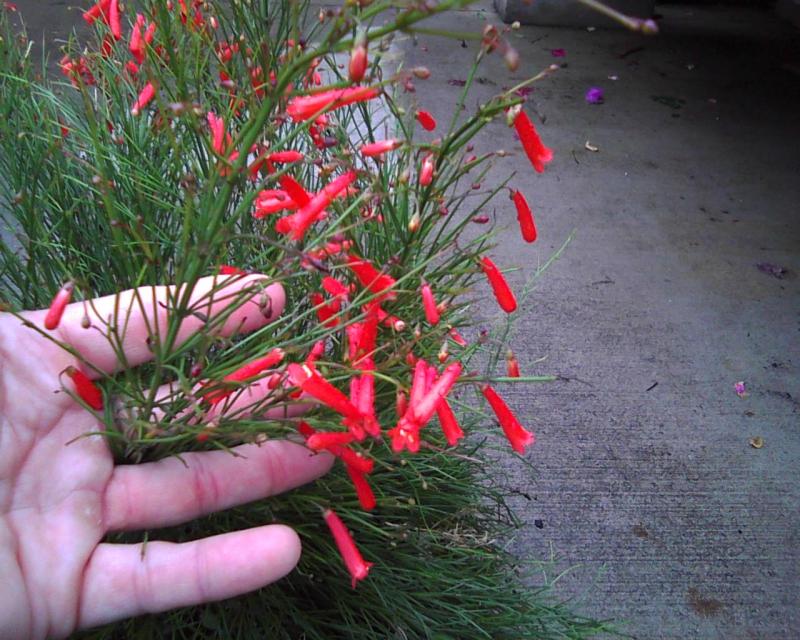 آشنایی با گل مرجانی