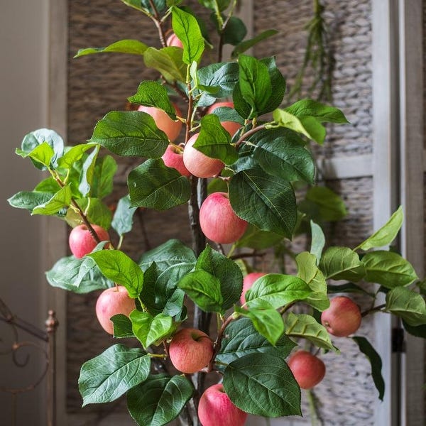 چگونه در گلدان درخت سیب پرورش دهیم؟ - فوت و فن های باغبانی | سایت گل و گیاه  نارگیل