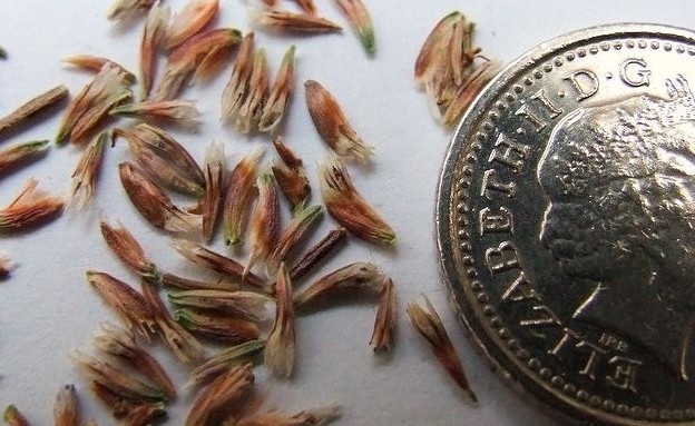 پرورش گل استاتیس