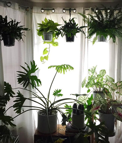 مراقبت  تابستانه گیاهان آپارتمانی
