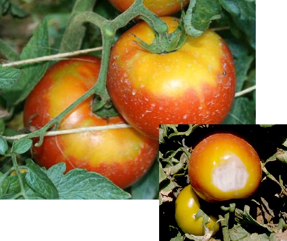 1)آفتاب سوختگی Sunscald