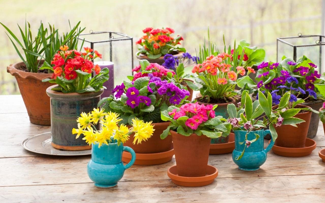 چند روش برای گل دهی بهتر گیاهان گلدار