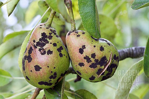 شناخت بیماری لکه سیاه گلابی و نحوه ی درمان