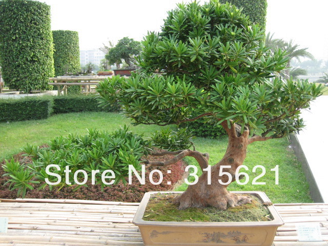 نگهداری از بونسای سرخدار