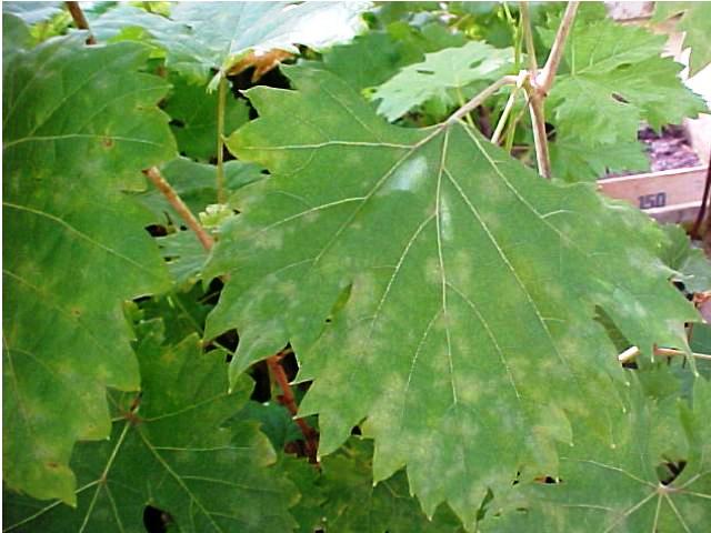 بیماری سفیدک سطحی مو و نحوه درمان