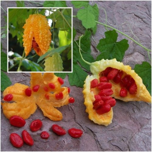 آشنایی با گیاه اعجاز انگیز موموردیکا کارانتیا(کارلا)