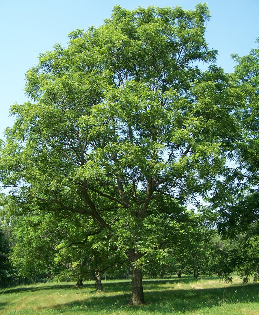 هرس درخت گردوی بالغ