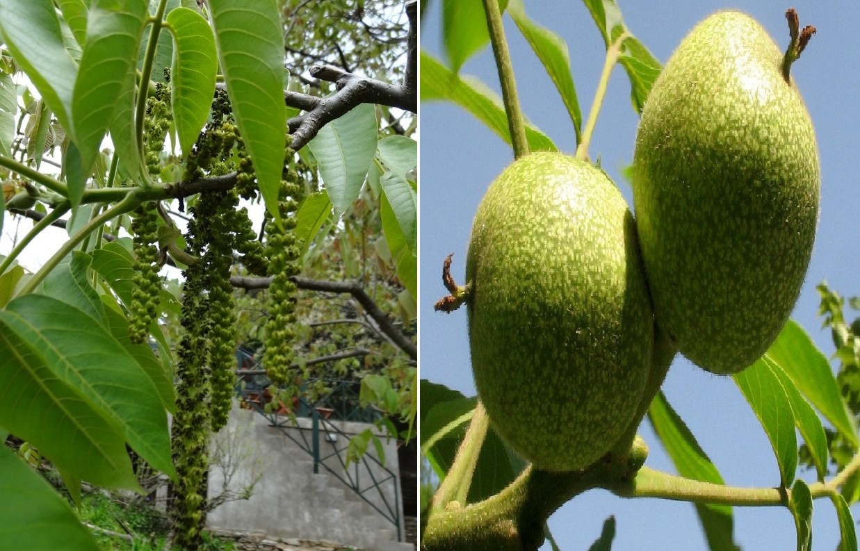 نکات کلیدی در نگهداری از درخت گردو