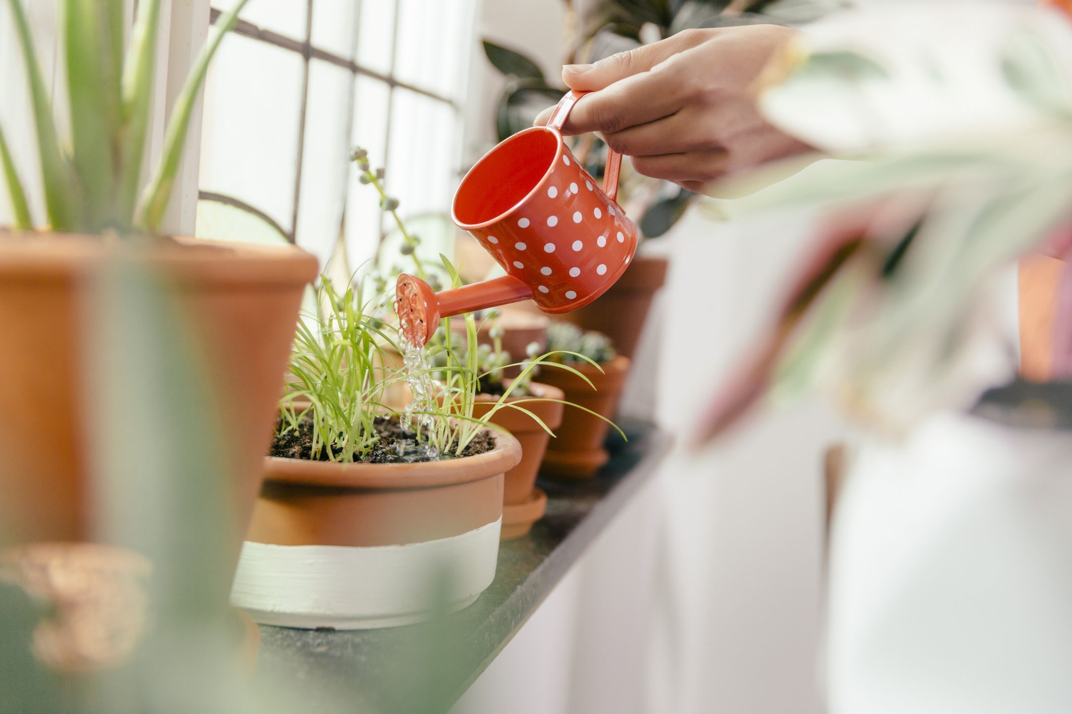چگونه رطوبت  و تهویه لازم برای گیاهان خود را فراهم کنیم ؟
