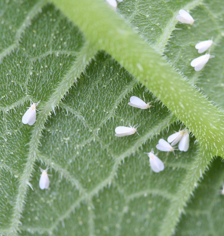 شناسایی آفت مگس سفید و نحوه مبارزه - فوت و فن های باغبانی