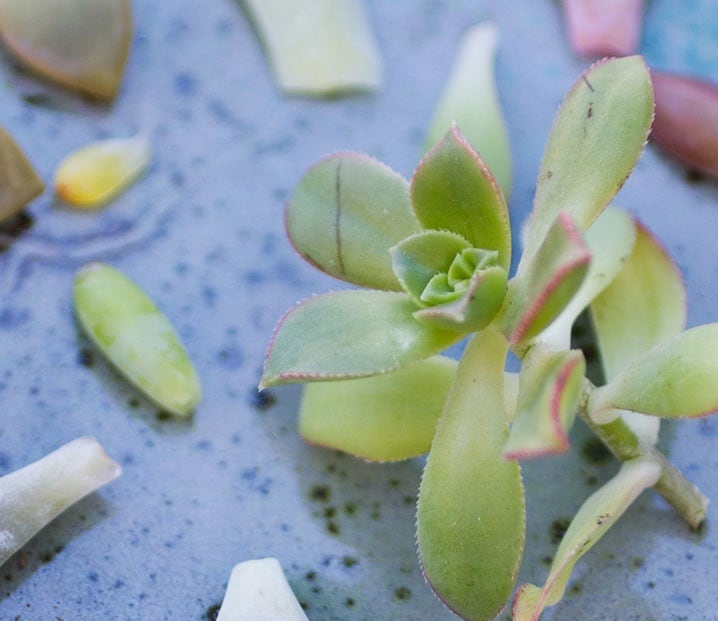 تکثیر گیاهان گوشتی به وسیله ی قلمه ی برگ - فوت و فن های باغبانی